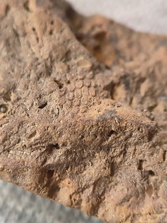 SRL43 Bryozoan and Brachiopod Impressions 