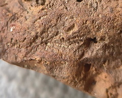 SRL43 Bryozoan and Brachiopod Impressions 