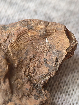 SRL43 Bryozoan and Brachiopod Impressions 