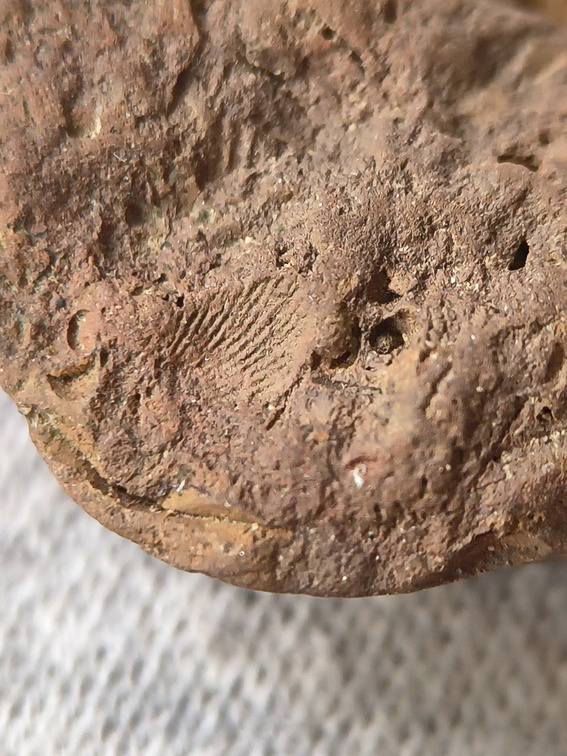 SRL43 Bryozoan and Brachiopod Impressions 