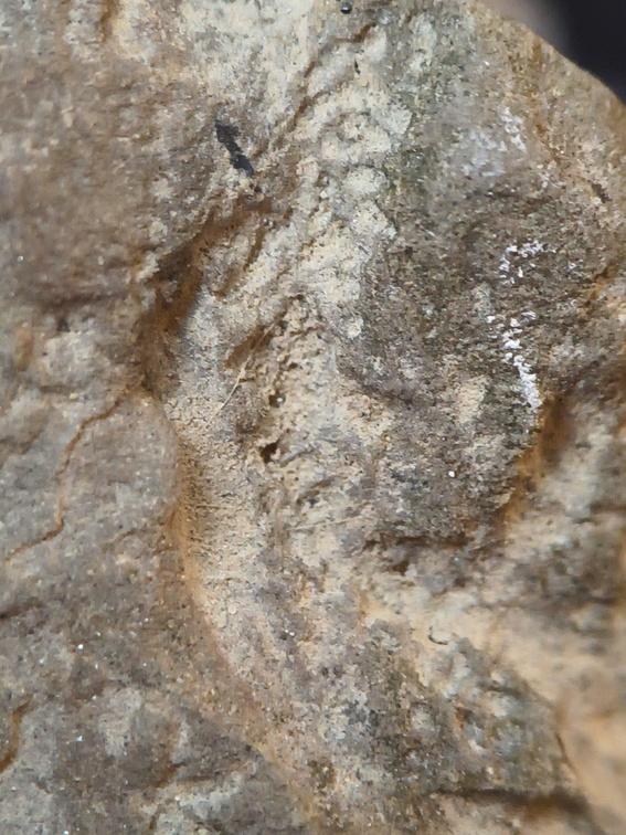 SRL72 Ichnofossil