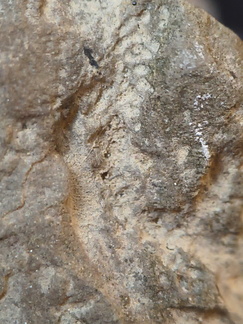 SRL72 Ichnofossil