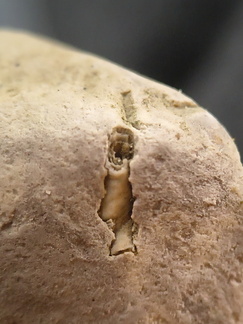 SRL108 Trypanites isp. borings in carbonate hardground