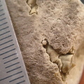 SRL108 Trypanites isp. borings in carbonate hardground