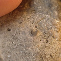 SRL136 Bryozoan Mix
