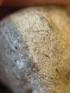 SRL136 Bryozoan Mix