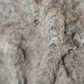SRL162 Ichnofossils 
