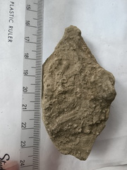 SRL162 Ichnofossils 