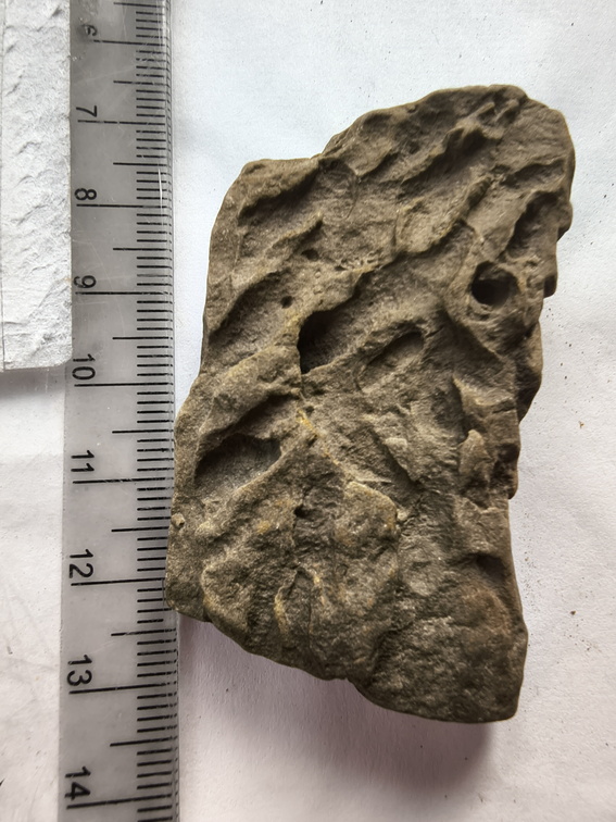 SRL192 Ichnofossil
