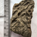 SRL192 Ichnofossil
