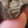 SRL211 Indeterminate Fossils