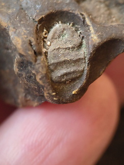 SRL211 Indeterminate Fossils