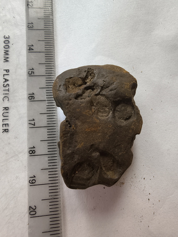 SRL211 Indeterminate Fossils