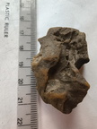 SRL211 Indeterminate Fossils