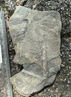 Ichnofossils