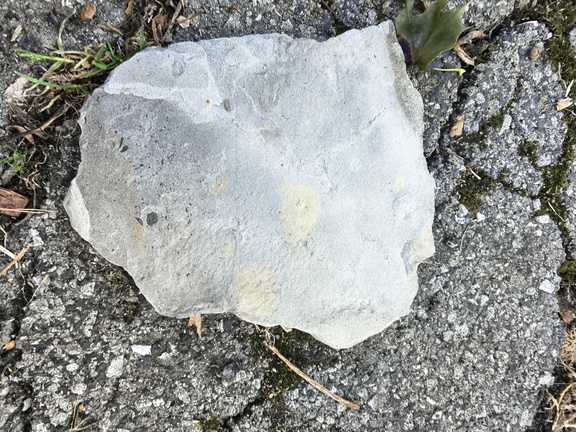 Plant Matter