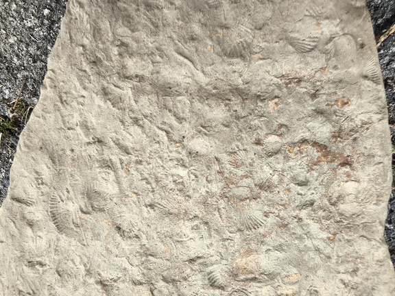 Brachiopods