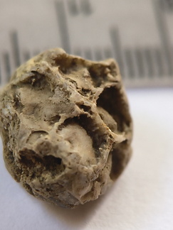 SRT4 Pleurodictyum sp. Colonial Tabulate Coral