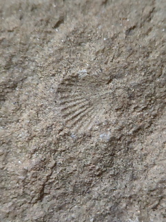 SRT3. Brachiopod Mix, Strophomenid and Rhynchonellid