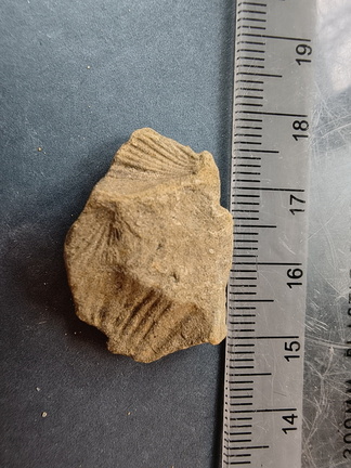 SRL92 Brachiopod Impressions