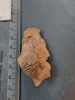 SRL131 Brachiopod Impression Spiriferid 