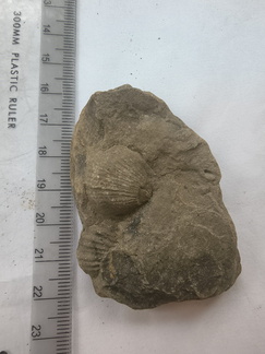 SRL164 Brachiopod Impressions