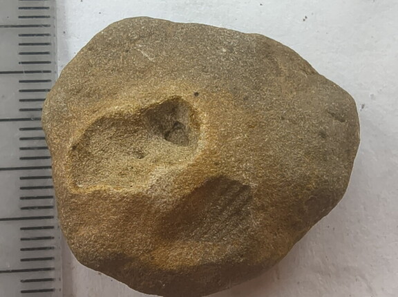 SRL165 Brachiopod Impression