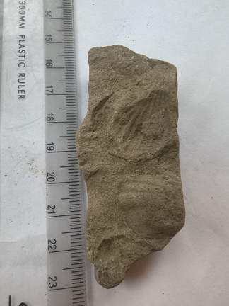 SRL166 Brachiopod Impression