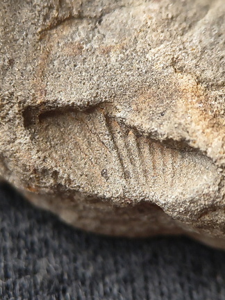 SRL181 Brachiopod Impression