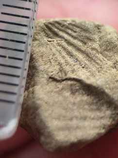 SRL206 Brachiopod Impression 