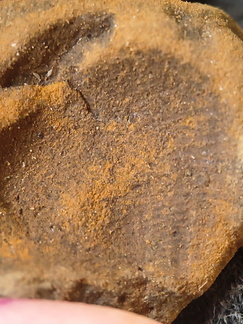 SRL205 Brachiopod Impression 