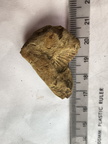 SRL208 Brachiopod Impressions