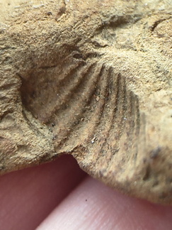 SRL208 Brachiopod Impressions