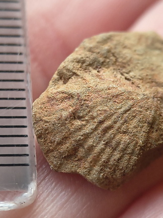 SRL210 Brachiopod Impression