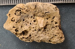 SRL36 Tentaculite and Crinoid Imprints