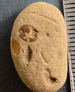 SRL41 Crinoid Imprint