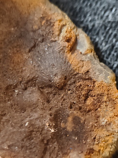 SRL97 Crinoid Impressions 