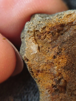 SRL97 Crinoid Impressions 