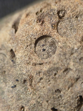 SRL191 Crinoid Impression 