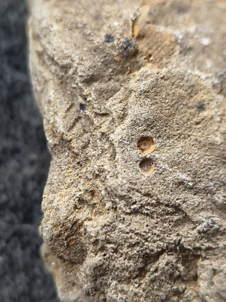 SRL180 Brachiopod and Crinoid Impressions