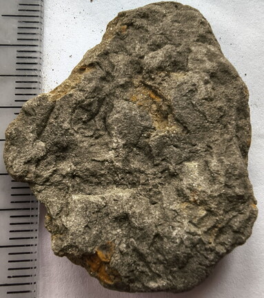 SRL180 Brachiopod and Crinoid Impressions