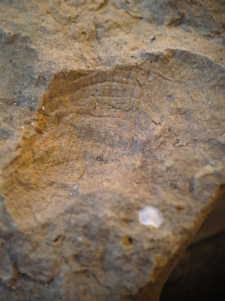 SRL140 Brachiopod Impression 