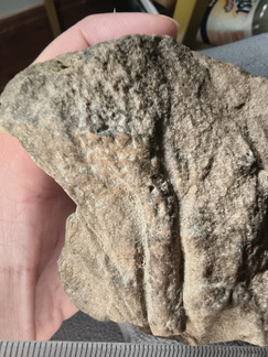 SRL17 Crinoid Crowns