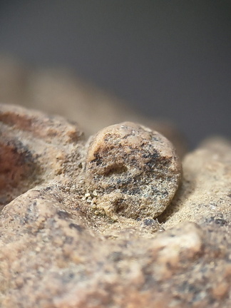 SRL17 Crinoid Crowns