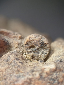 SRL17 Crinoid Crowns