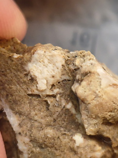 SRL105 Solitary Rugose Coral 