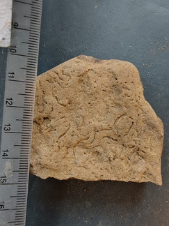 SRL141 Helminthoposis