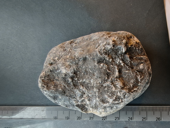 LE69 Brachiopod Shell Impressions 