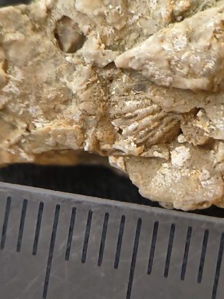 SRL 104 Bioclastic Packstone incl. Brachiopods and Bryozoa