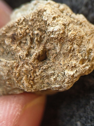 SRL 104 Bioclastic Packstone incl. Brachiopods and Bryozoa